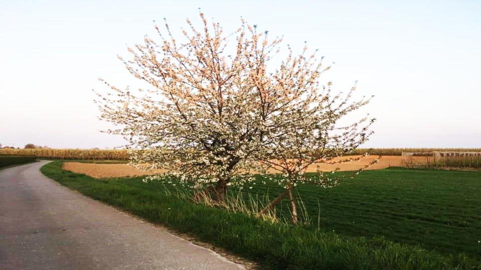 Vakantiewoning Henisdael Heers Kültér fotó